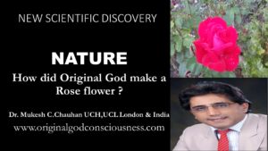 Nature - How did Original God make a Rose flower?