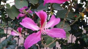 Beauty of Colour in Nature