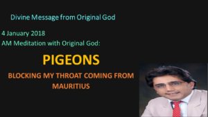 Pigeons -not all Pigeons are Pigeons